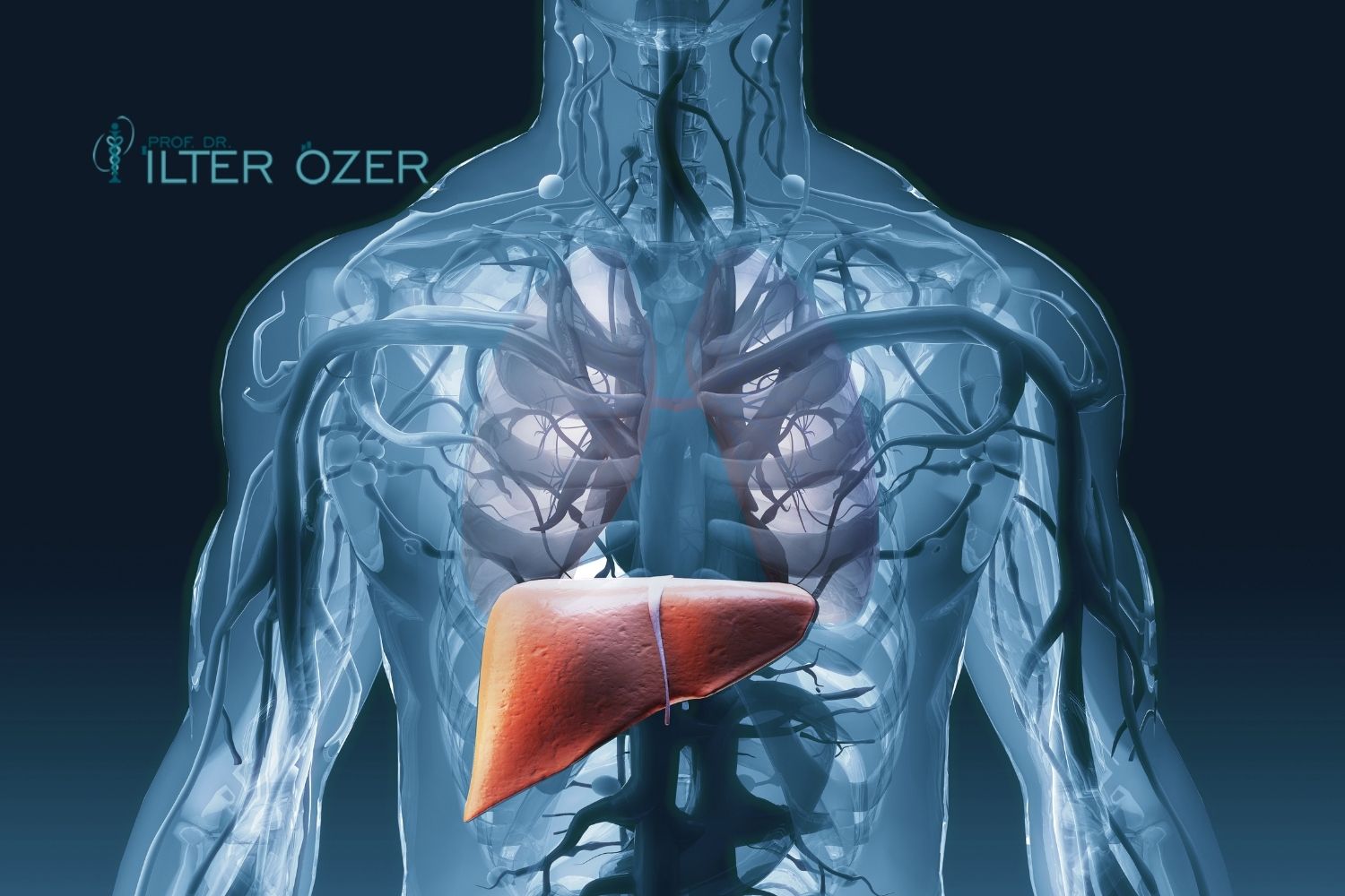 Karaciğer Hastalıkları İçin Hangi Doktora Gidilir?