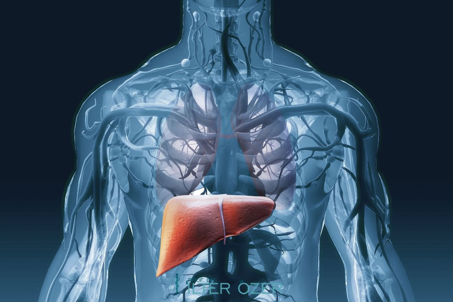 What Are Liver Enzymes? Symptoms and Causes of Elevated Levels