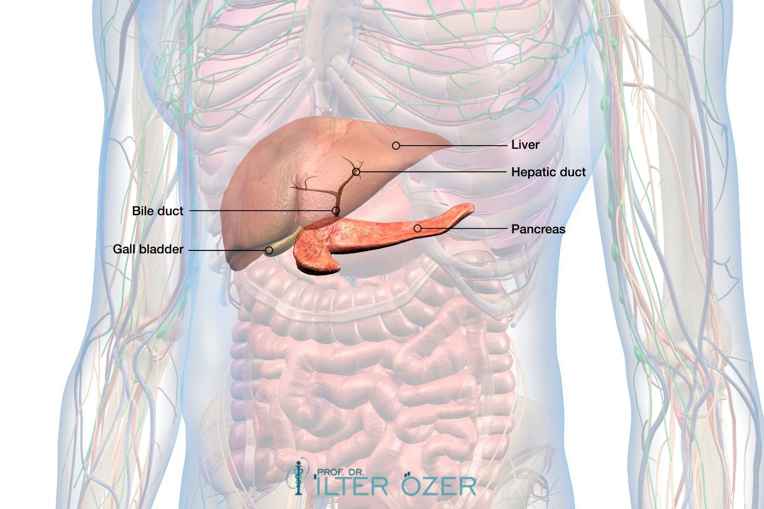 Can the Pancreas Be Removed?
